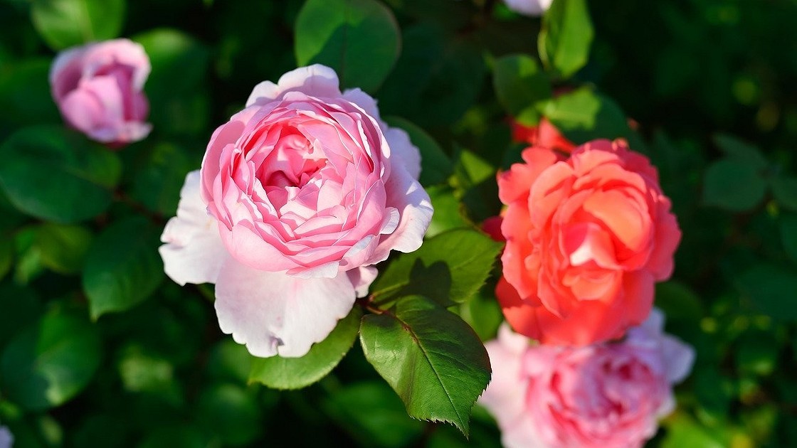 Как сажать розы после покупки: посадка покупных саженцев весной
